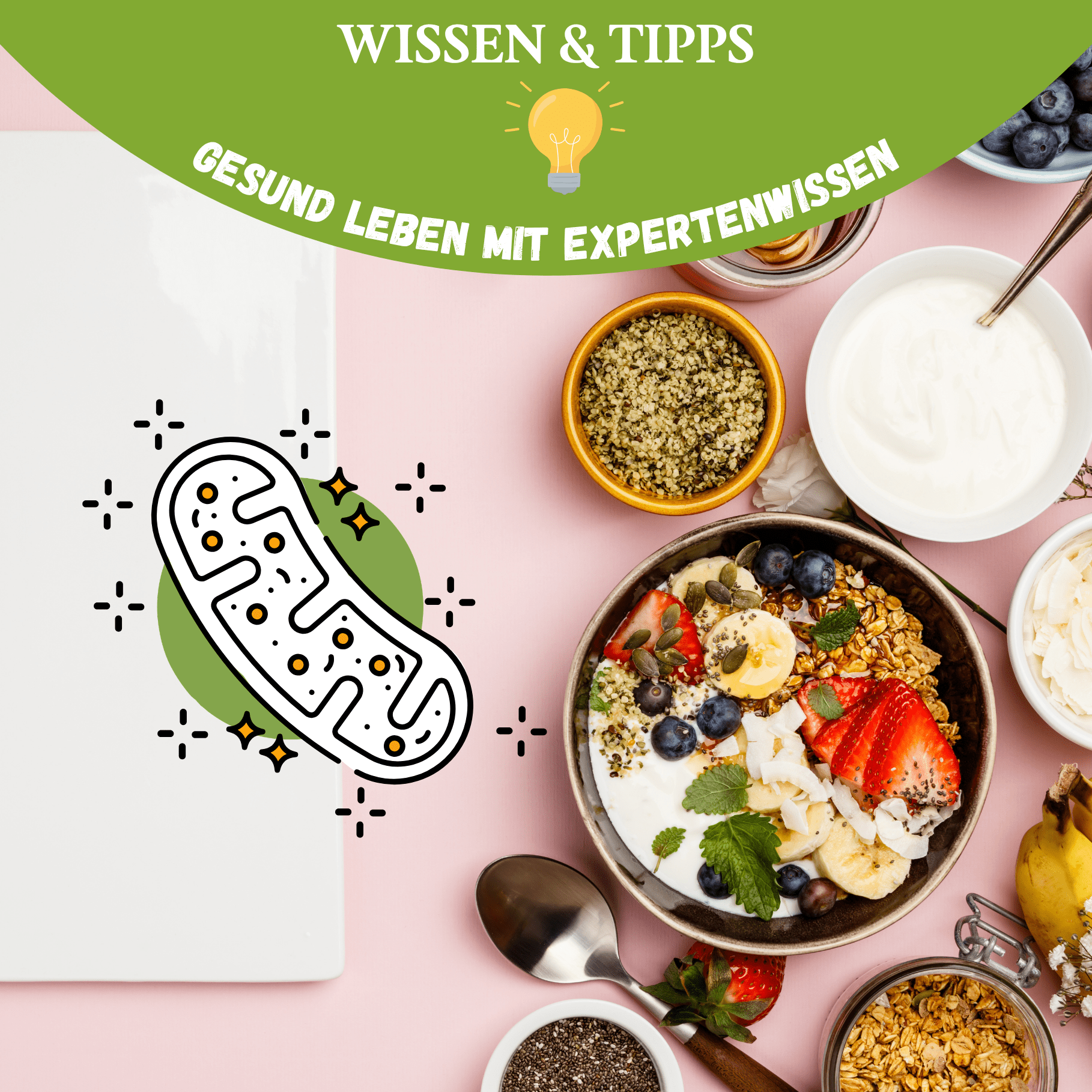 Illustration und Frühstücks-Bowl mit Joghurt, Beeren, Samen und Haferflocken als Symbol für gesundes Frühstück, stabile Energie und biologisches Expertenwissen
