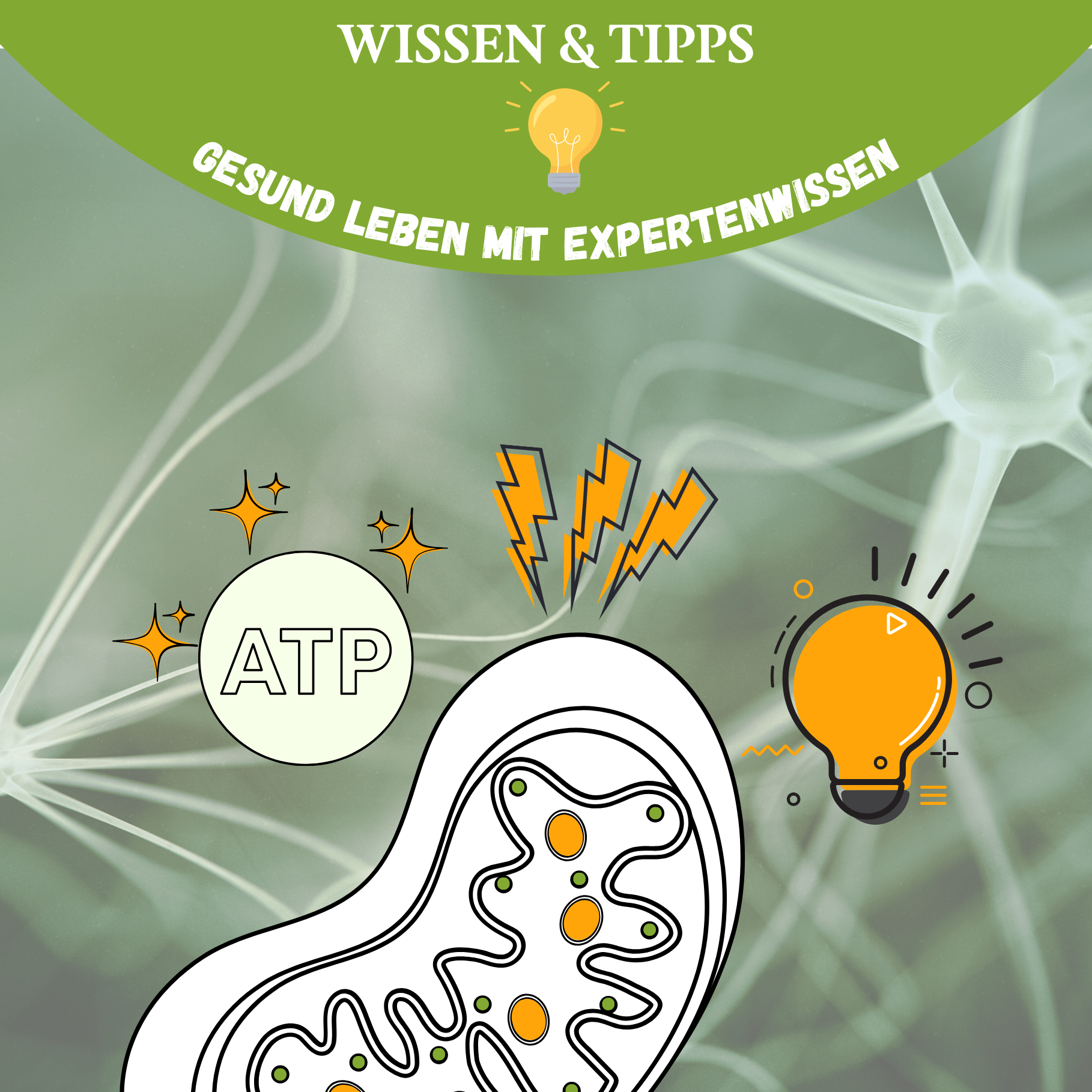7 Energie-Hacks für den Alltag – So aktivierst du deine Mitochondrien