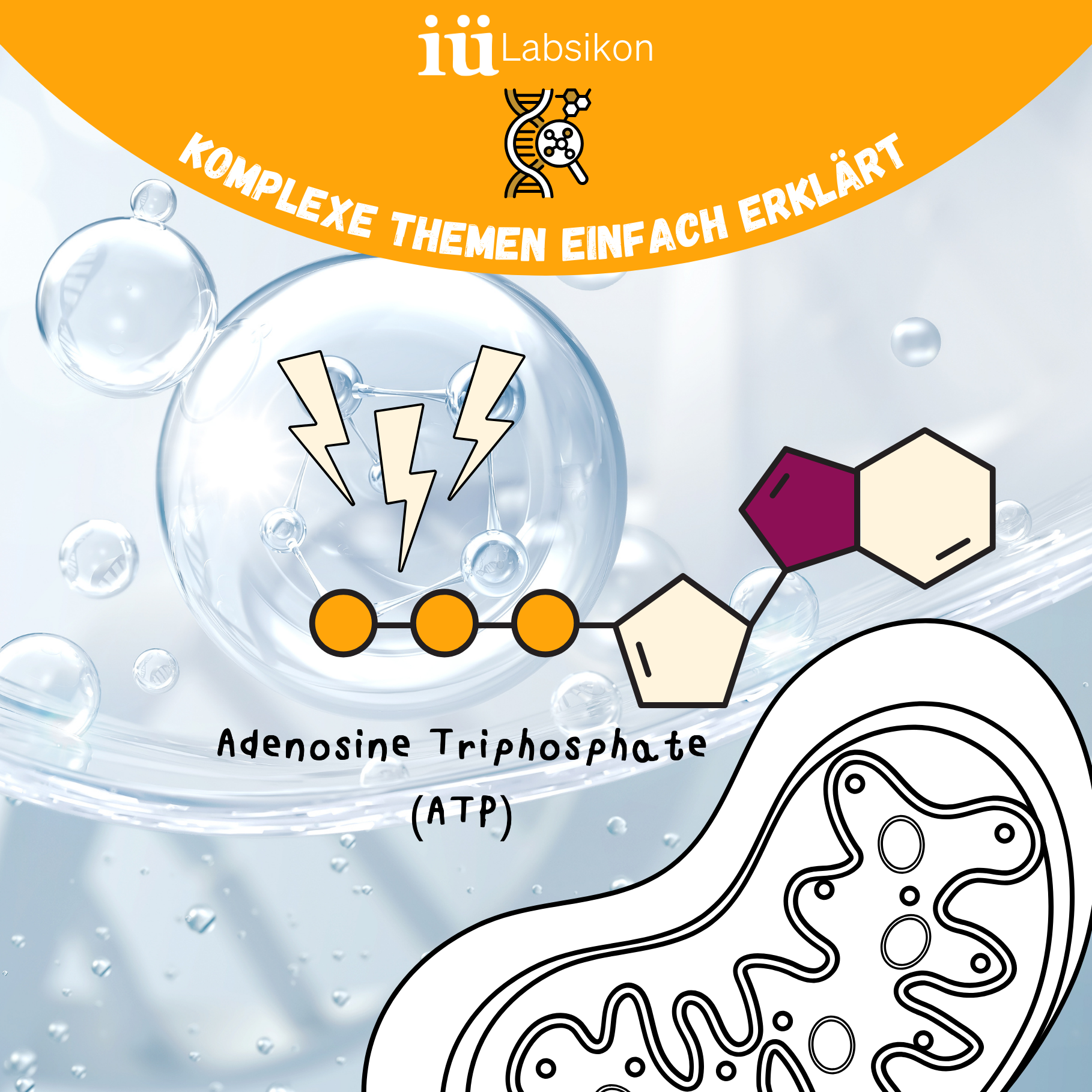 ATP – Das Energie-Molekül des Lebens: Warum deine Mitochondrien über deine Leistungsfähigkeit entscheiden