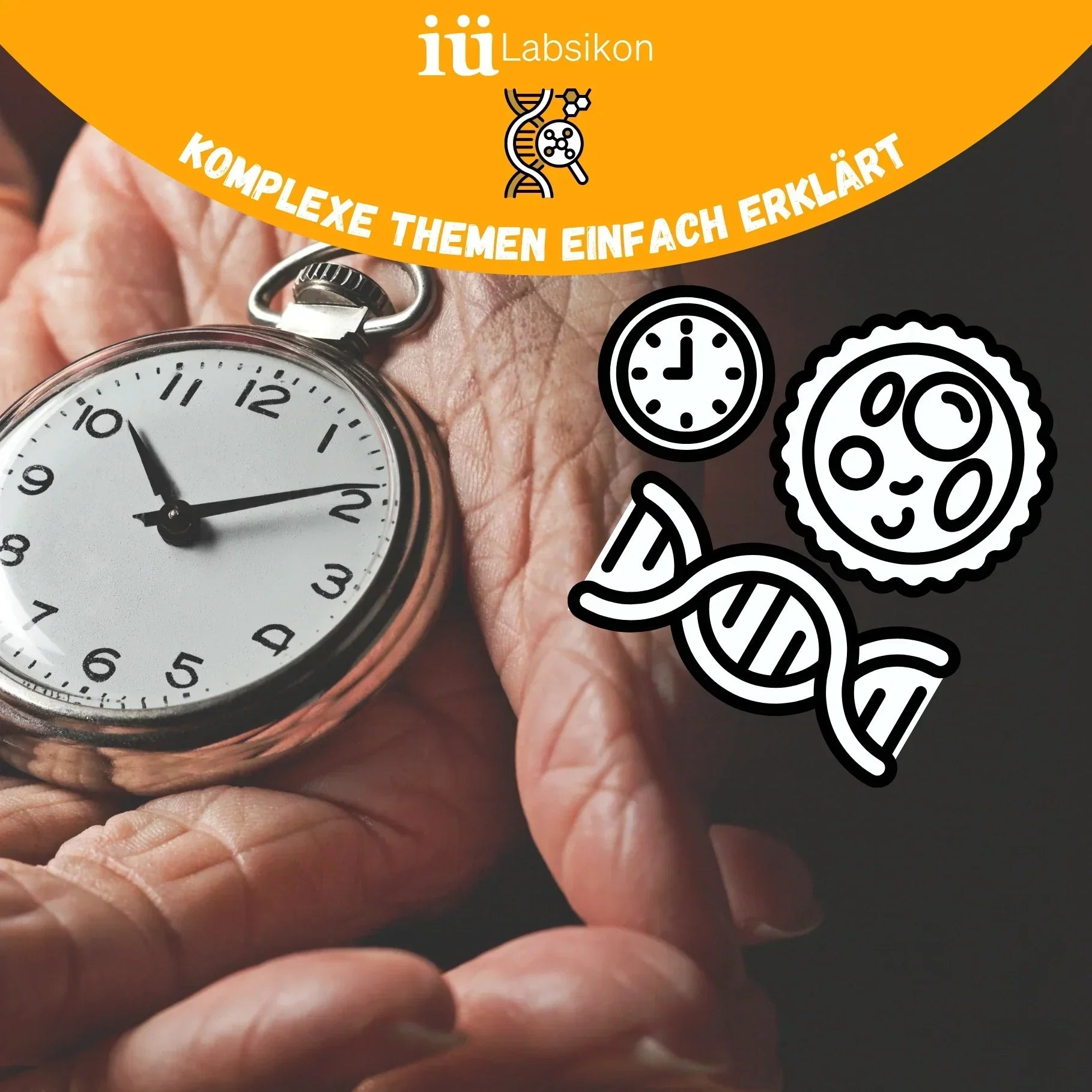 Illustration zum biologischen Altern: Eine Hand hält eine Taschenuhr, daneben stehen Symbole für DNA, Zellalterung und Zeit als Sinnbild für die biologischen Prozesse des Alterns.