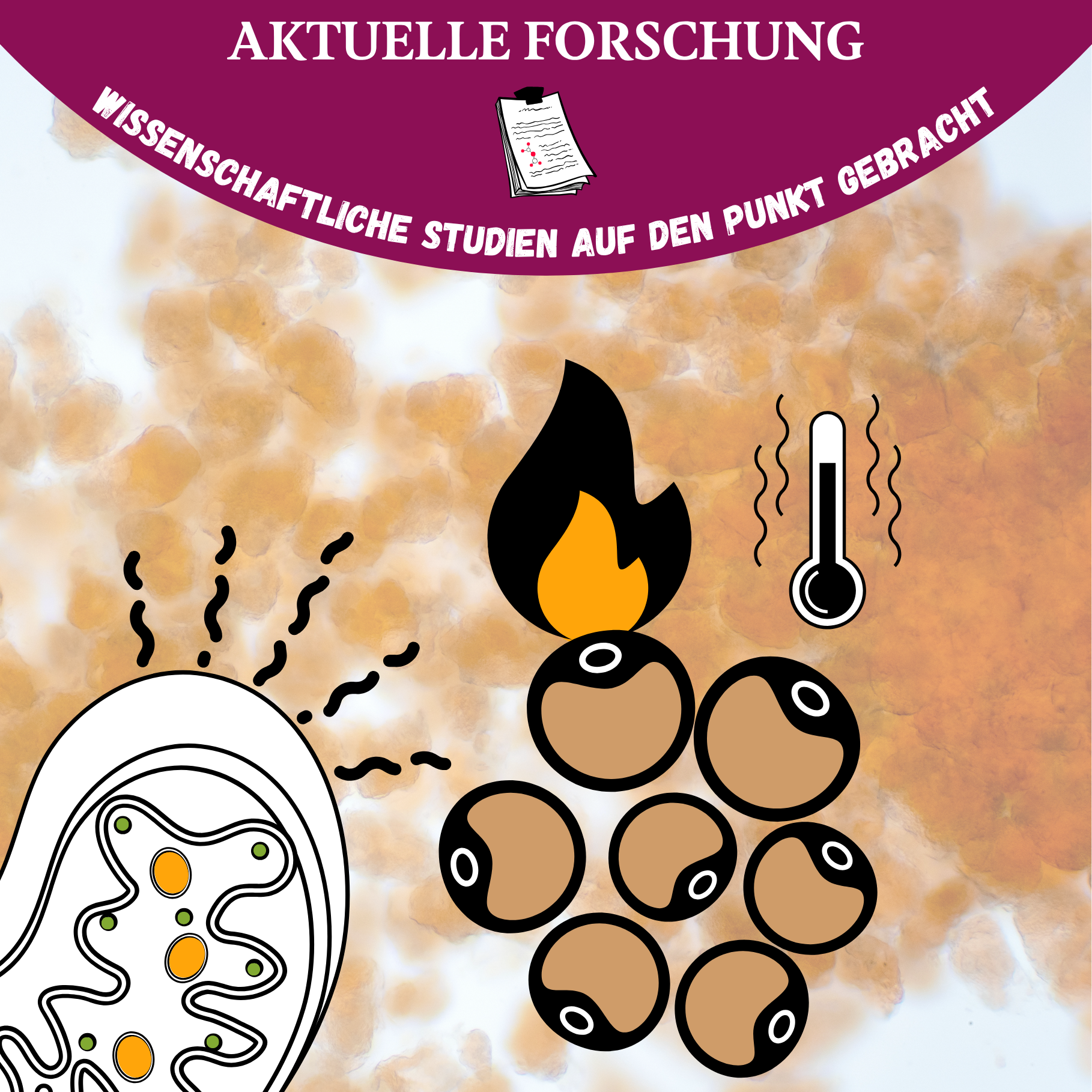 Braunes Fettgewebe & Thermogenese – Dein innerer Energiekatalysator