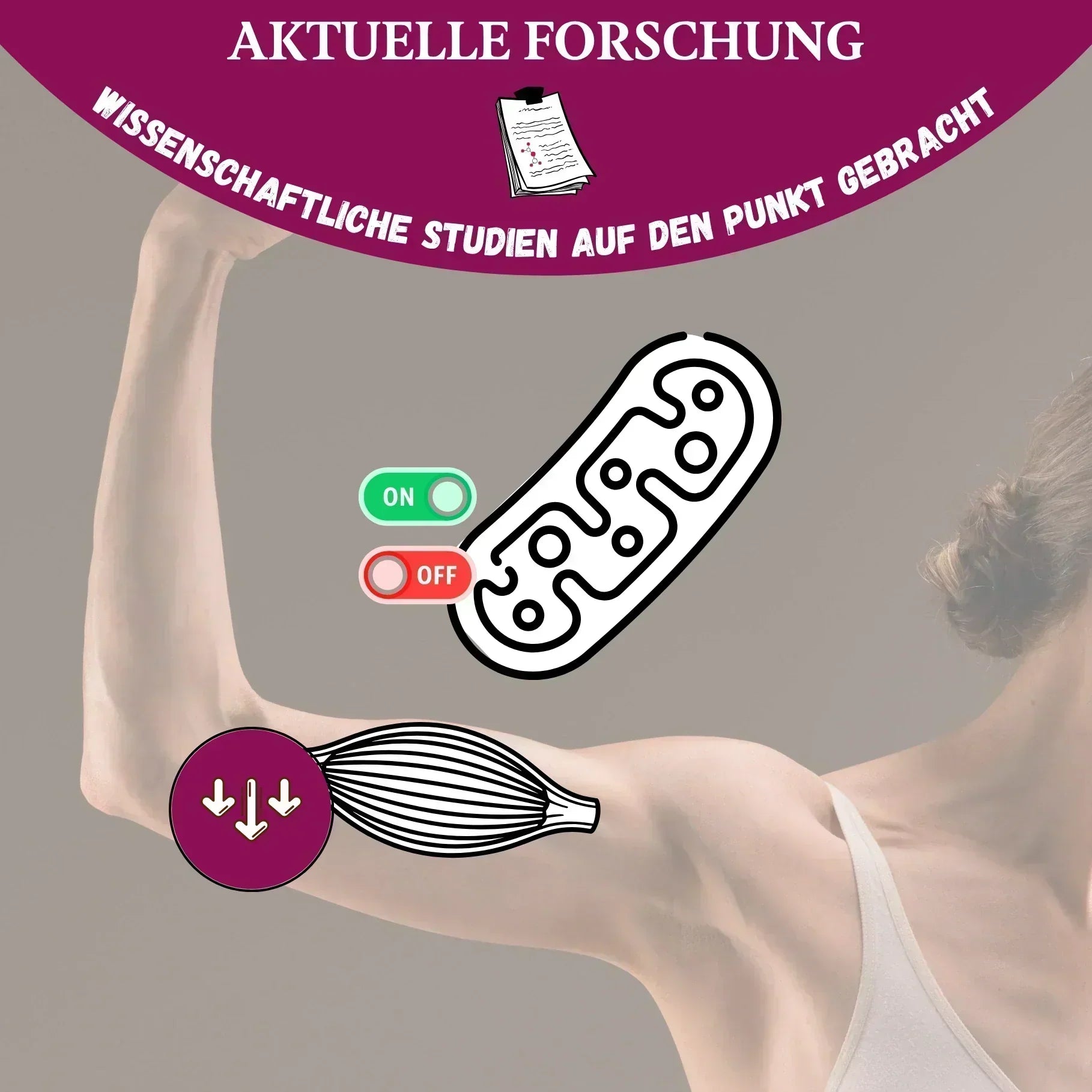 Titelgrafik zur Muskelalterung: angewinkelter Arm mit Muskelsymbol, Abwärtspfeilen und einem Mitochondrium mit symbolischen Ein- und Ausschaltern.