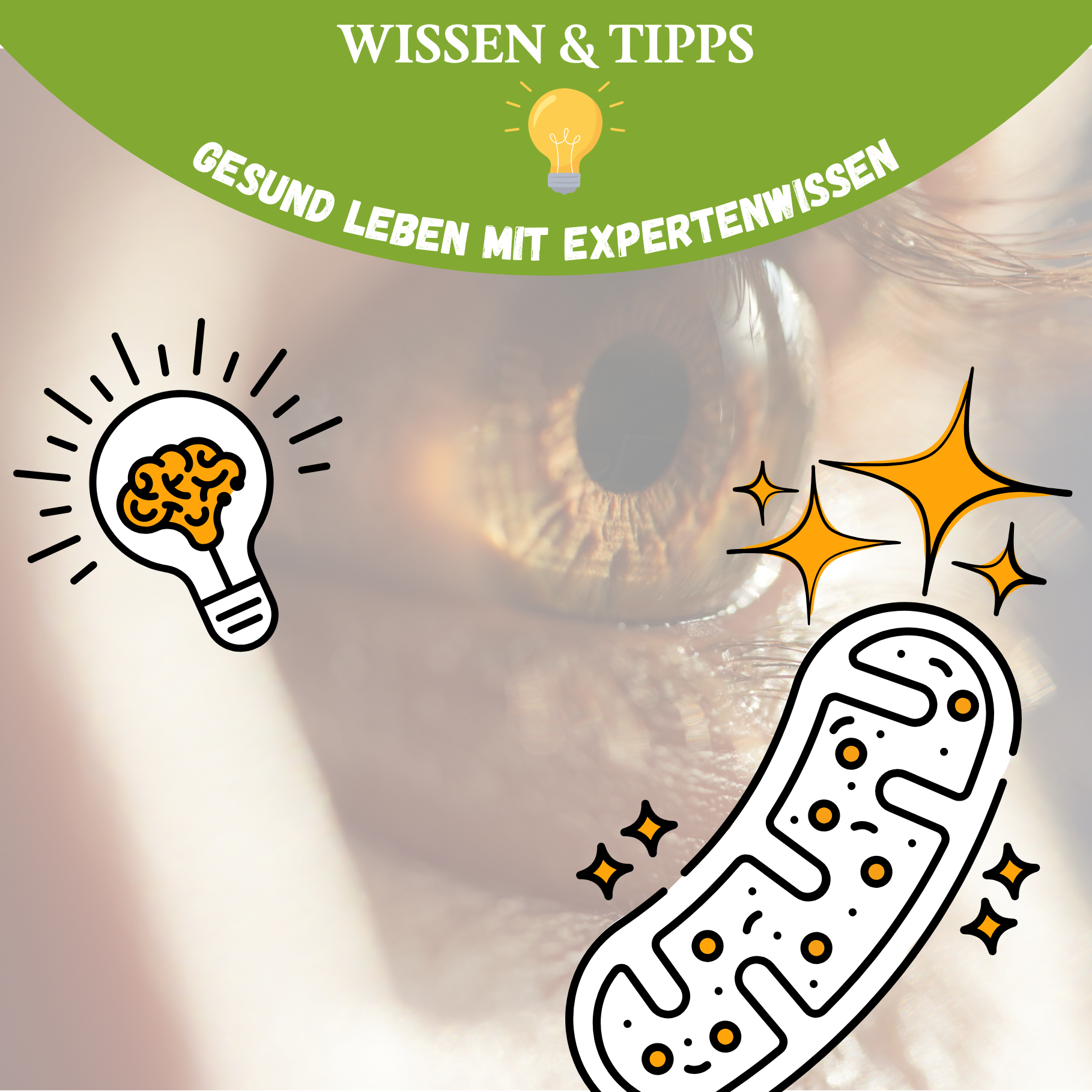 Konzentration & Klarheit: Wie deine Mitochondrien dein Gehirn mit Energie versorgen