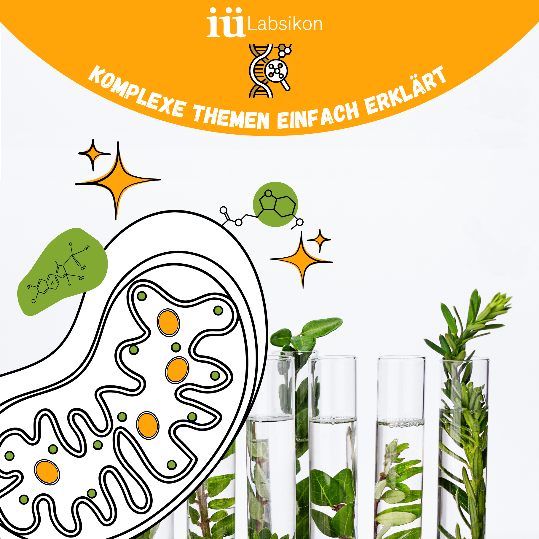 Mehr Power für Deine Zellen: Wie bioaktive Pflanzenstoffe Deine Mitochondrien unterstützen