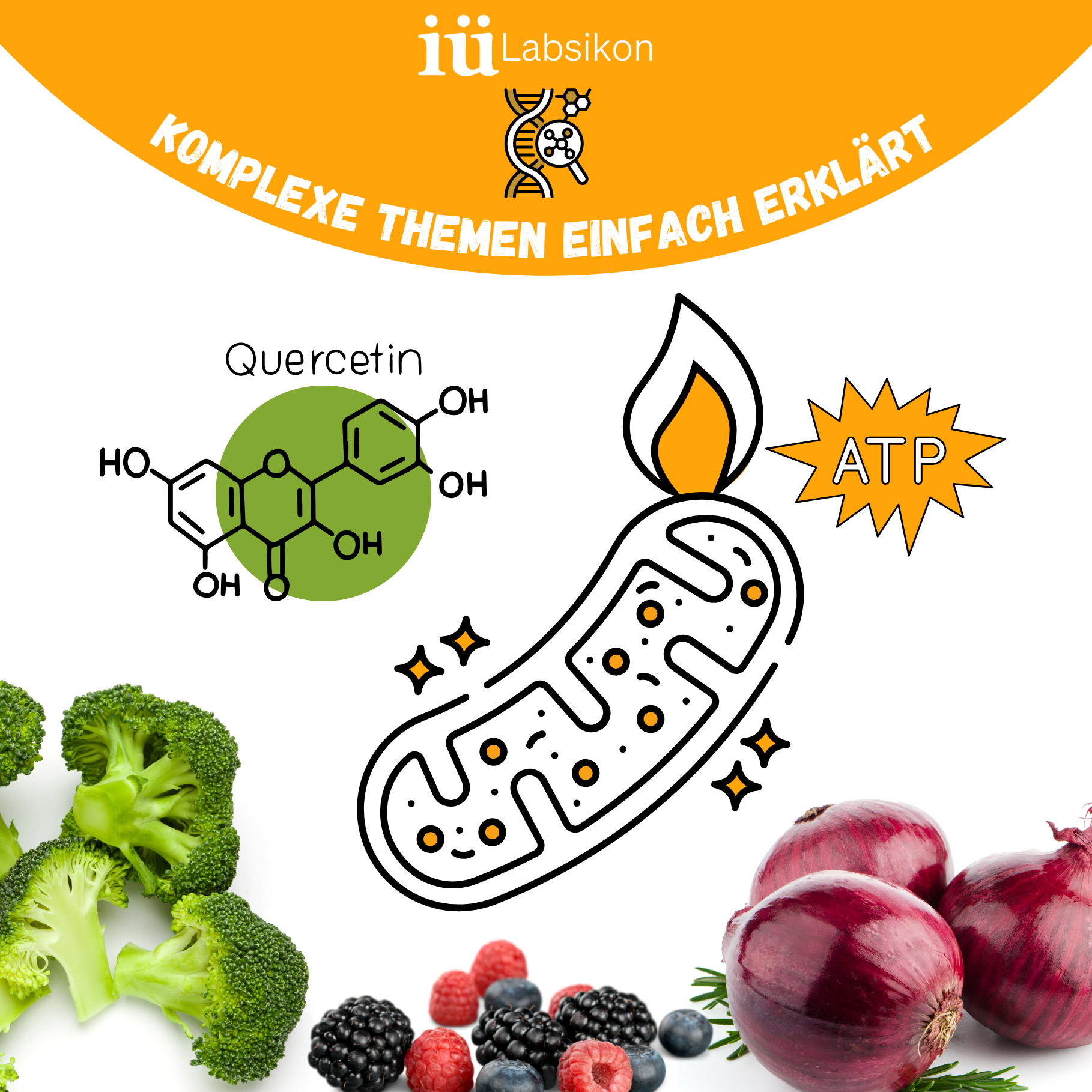 Mehr Energie, mehr Fokus: Quercetin als natürlicher Booster