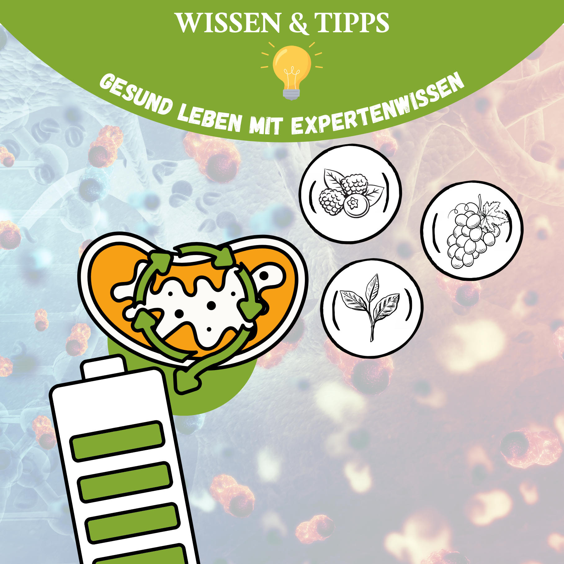 Zellstress & Ernährung: Welche Lebensmittel dich müde machen – und welche dich wach halten