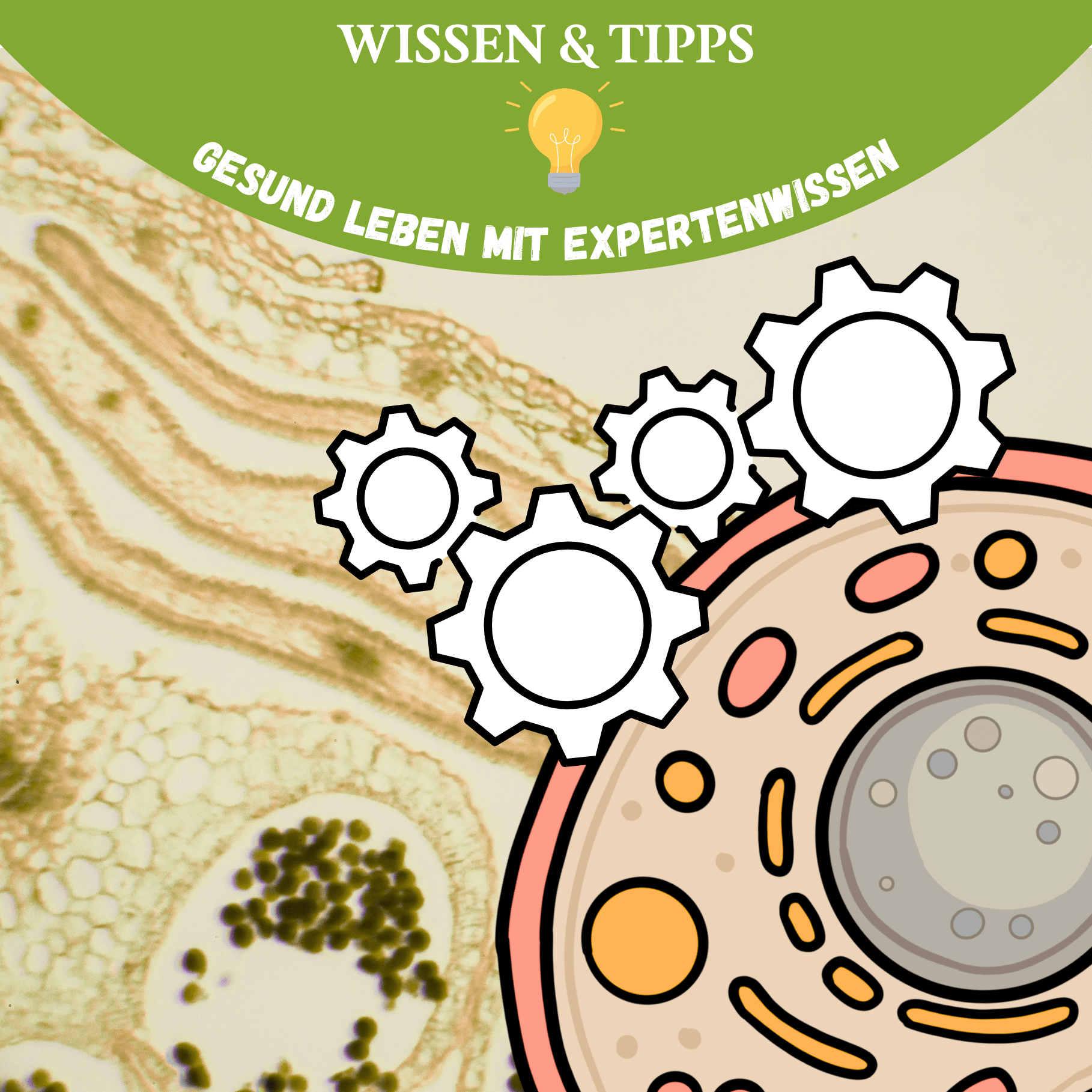 Illustration einer Zelle mit Zahnrädern – Darstellung des Energiestoffwechsels und biologischer Prozesse im Körper
