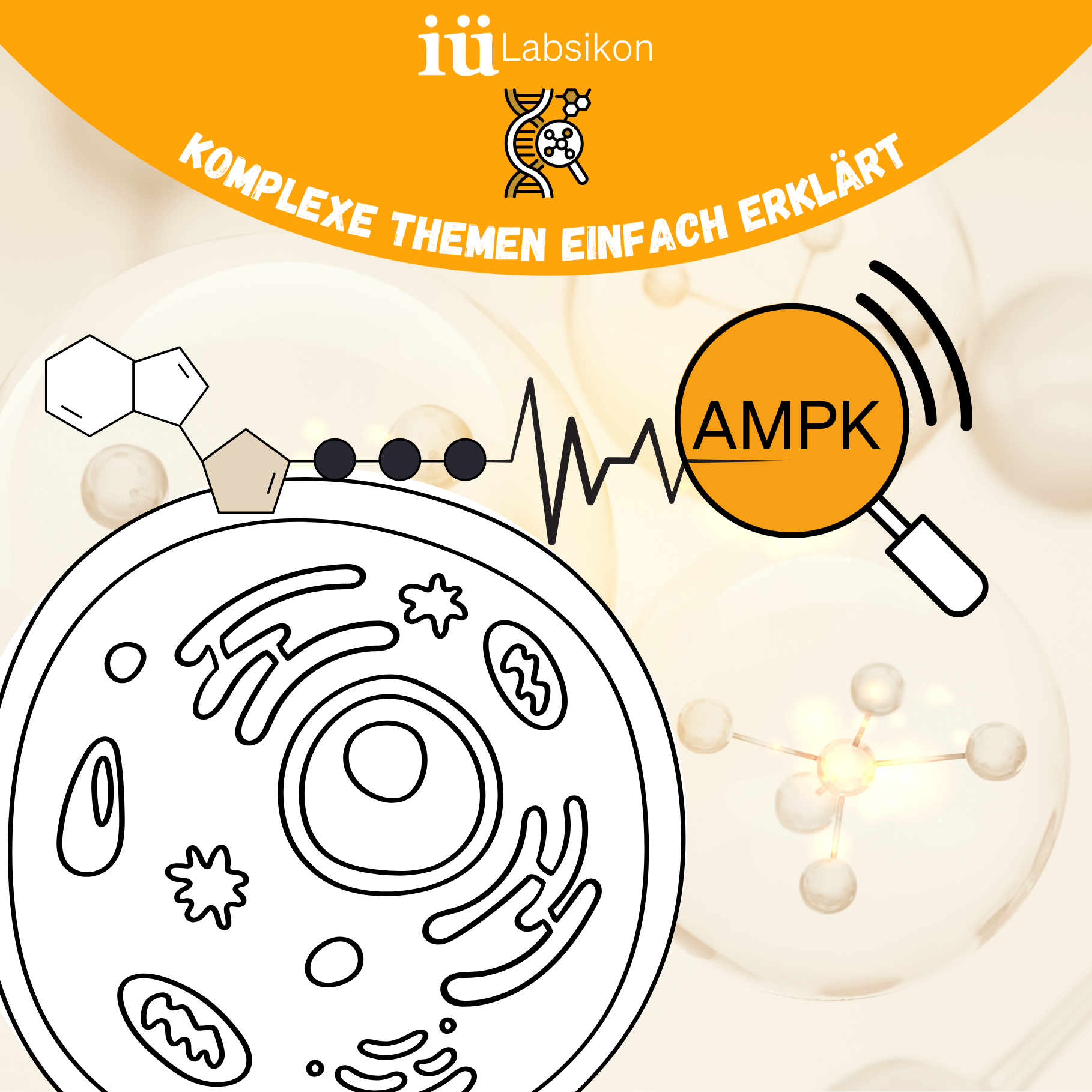 AMPK – Der Energie-Sensor deiner Zellen