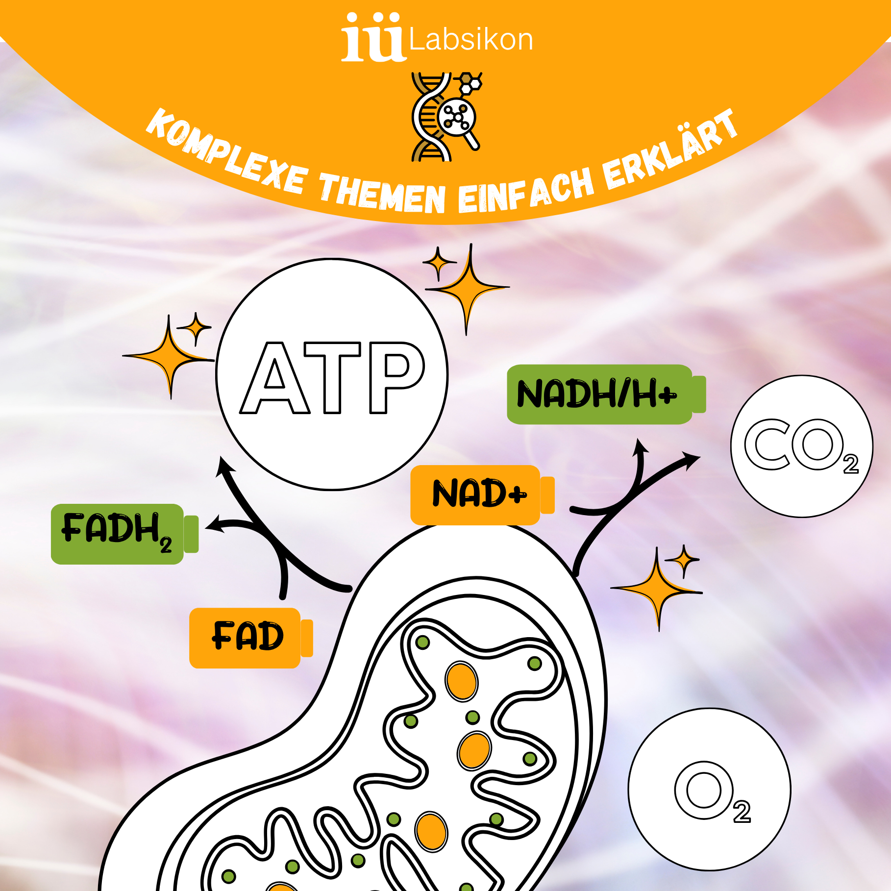 So produziert dein Körper Energie: Die Atmungskette erklärt – und wie du sie stärken kannst