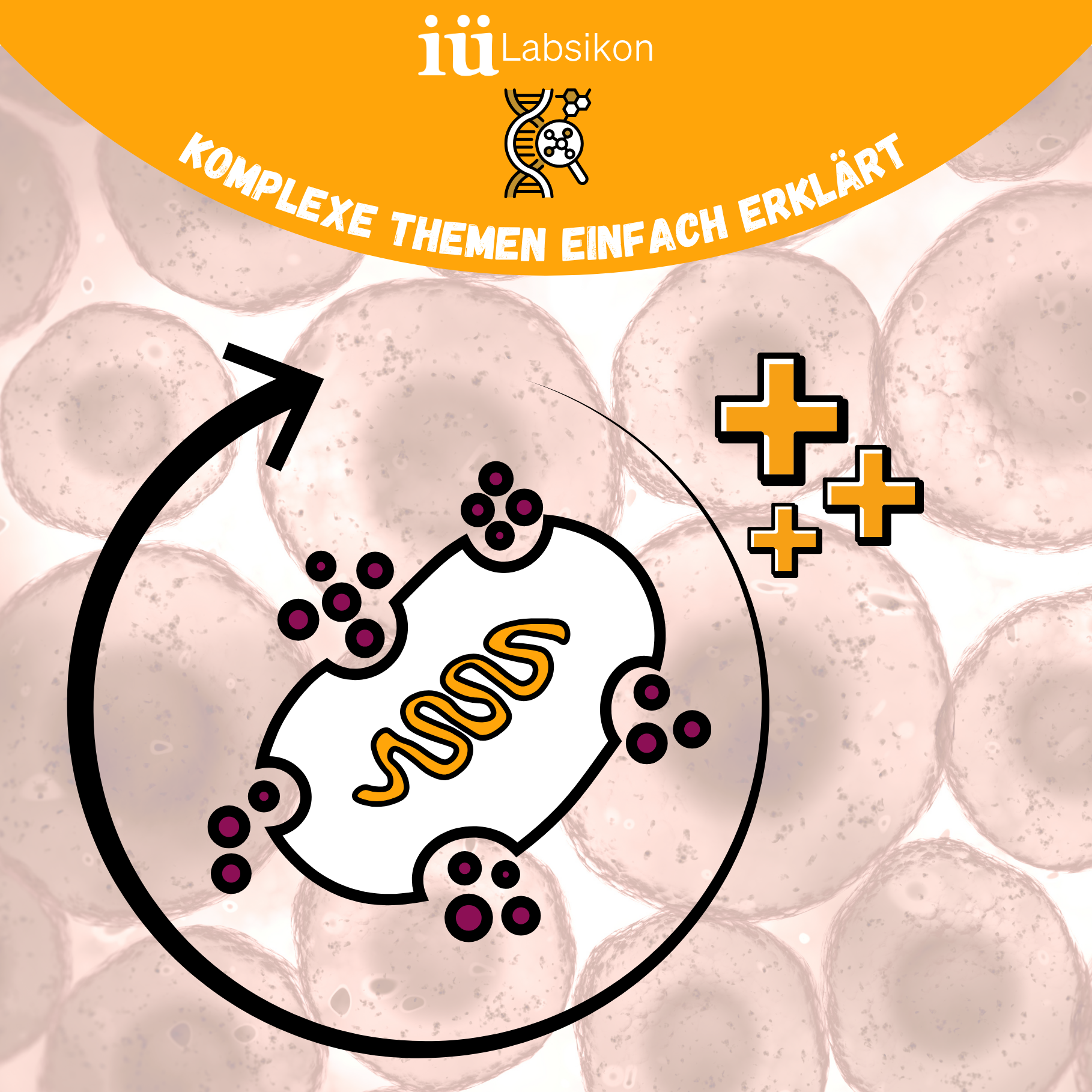 Autophagie & Mitophagie: Zellreinigung für mehr Energie & gesundes Altern
