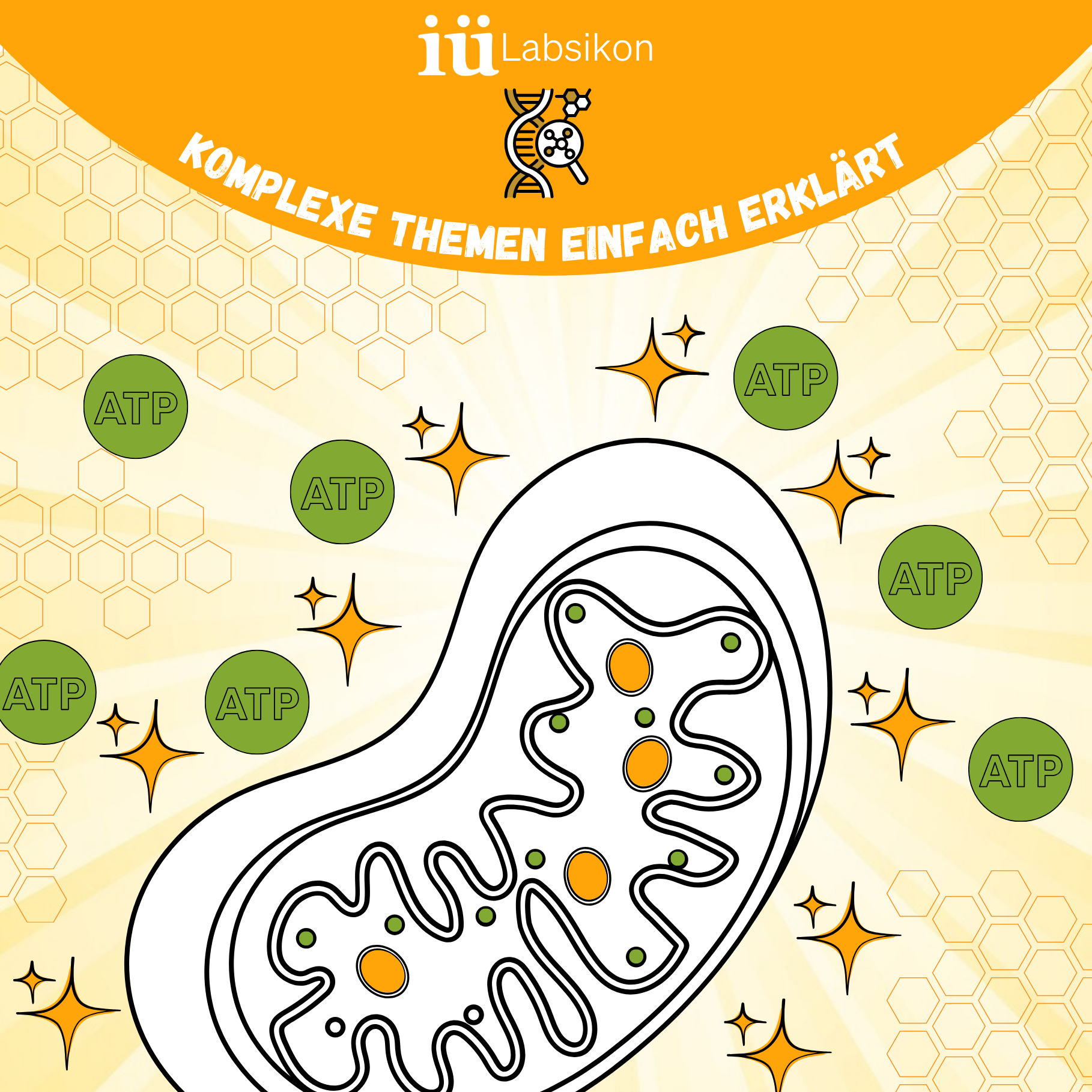 Mitochondrien erklärt – die zentralen Regulatoren deiner Zellenergie