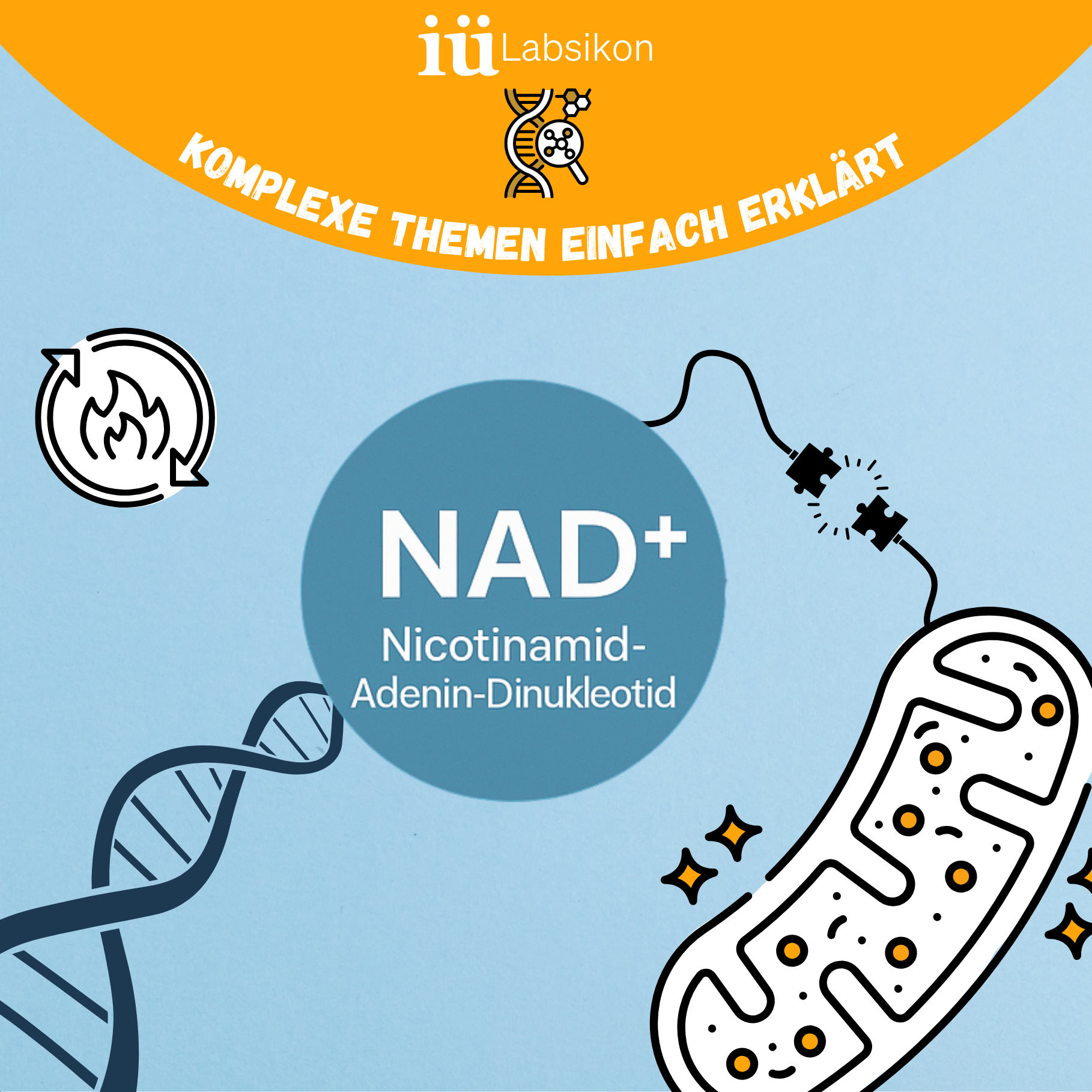 NAD⁺ – Das Molekül für Zellenergie & gesundes Altern