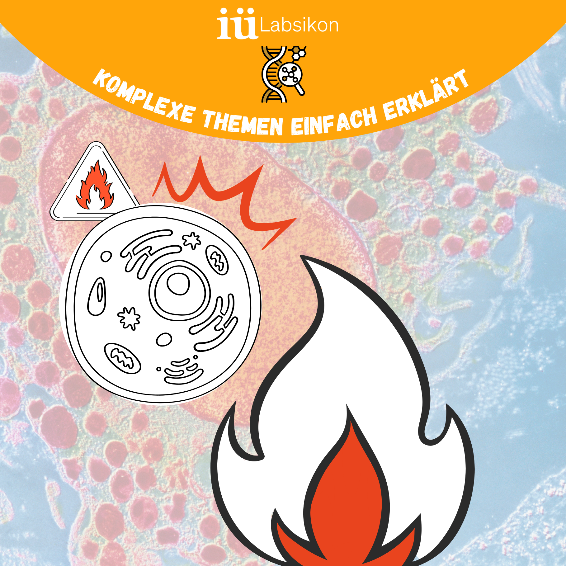 Warum Entzündungsprozesse wichtig sind und wann sie zum Problem werden