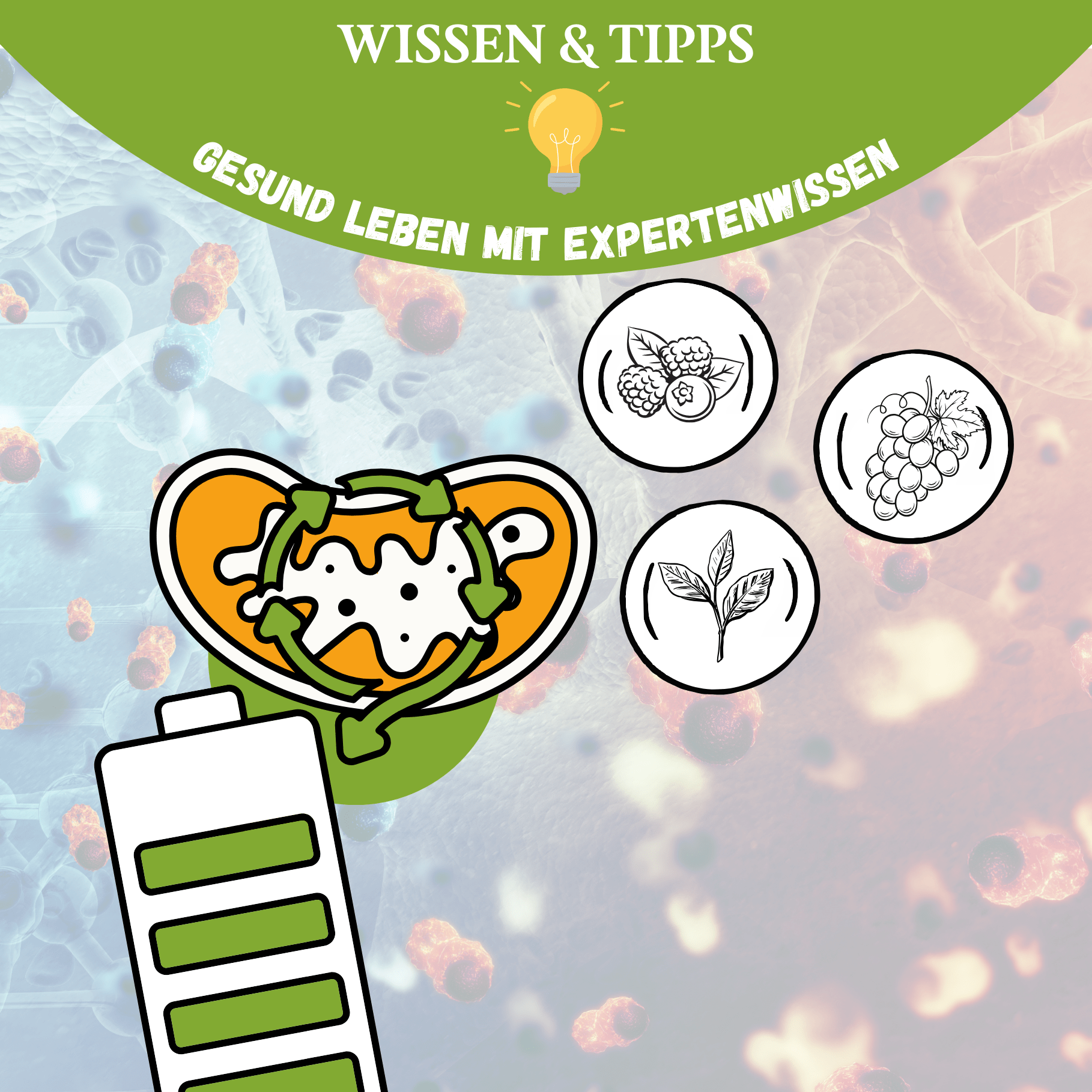 Zellstress & Ernährung: Welche Lebensmittel dich müde machen – und welche dich wach halten