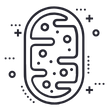 Mitochondrien.png
