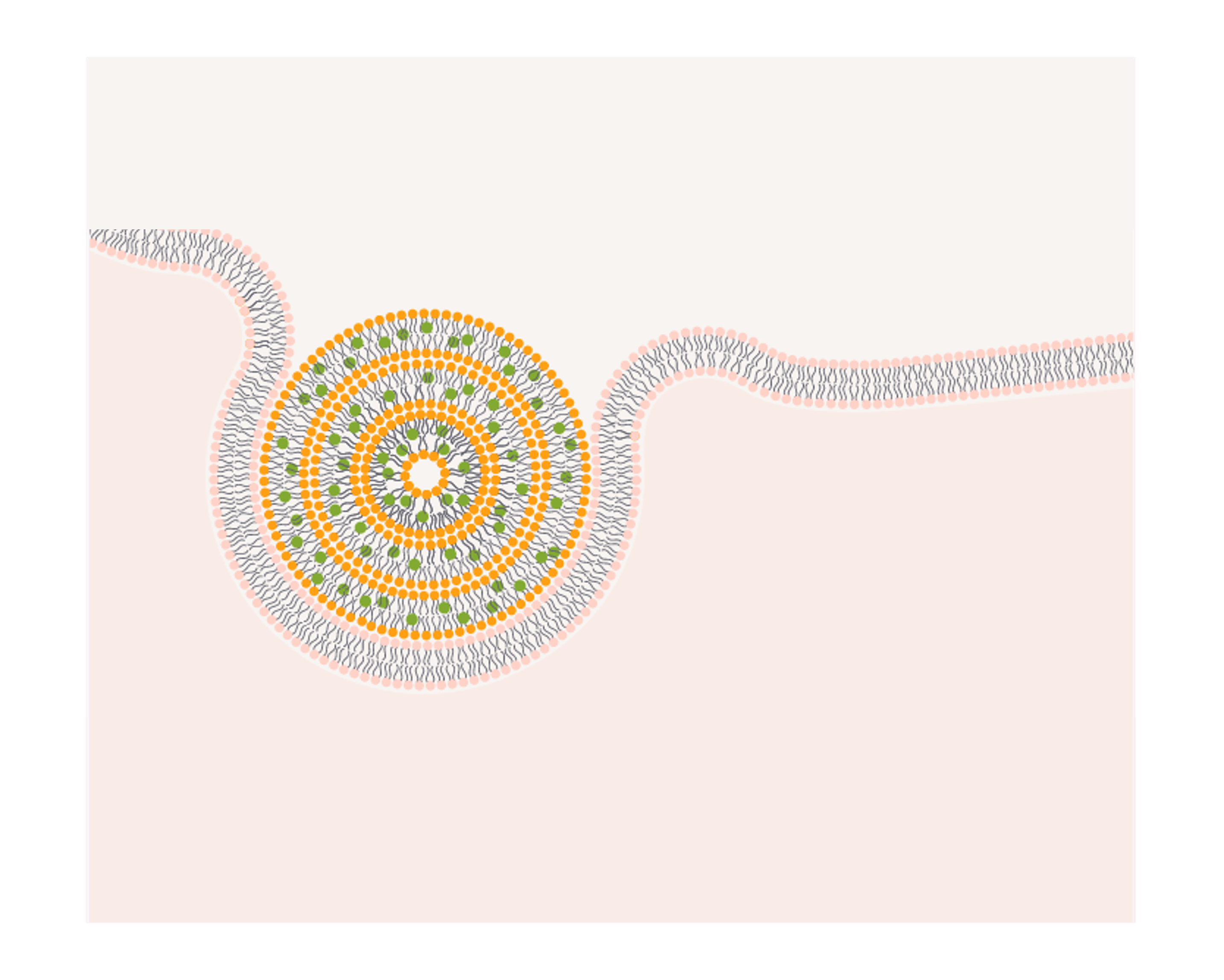 Gesteigerte Aufnahme im Darm